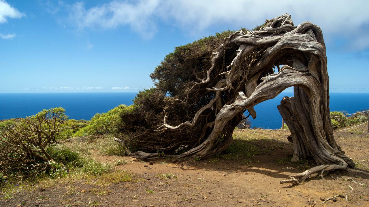 el sabinar el hierro