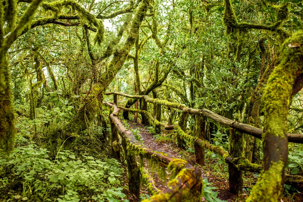 garajonay la gomera lugares naturales increíbles para rodar en Canarias